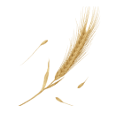 application image item